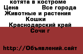 котята в костроме › Цена ­ 2 000 - Все города Животные и растения » Кошки   . Краснодарский край,Сочи г.